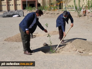 کاشت نهال در هفته درخت کاری 8