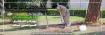 روز درختکاری 2